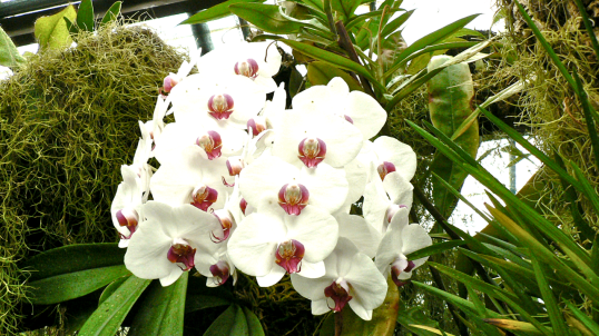 orchids in greenhouse